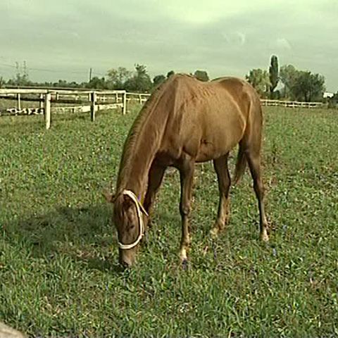 Proprietarii de cai nu vor mai avea voie să mănânce aceste animale