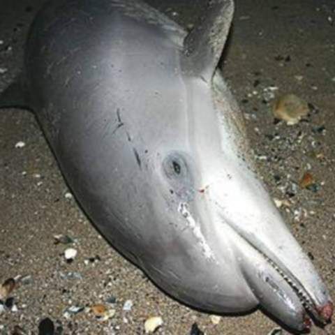 Trei delfini au eşuat pe ţărmul Mării Negre în doar două zile