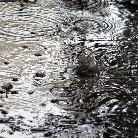 Codul galben de precipitaţii a fost actualizat pentru 23 de judeţe