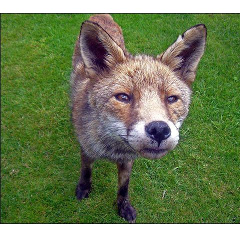 Un copil de 9 ani a fost atacat la Braşov de o vulpe turbată 