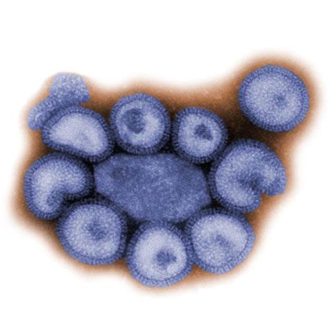 Germania avertizează că virusul gripei porcine a început să sufere mutaţii