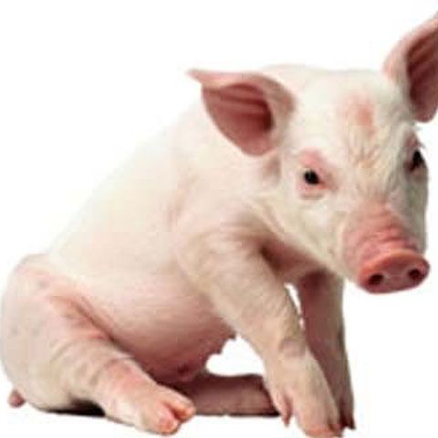 Indonezia confirmă primele cazuri de gripă porcină, situaţia din Argentina se înrăutăţeşte