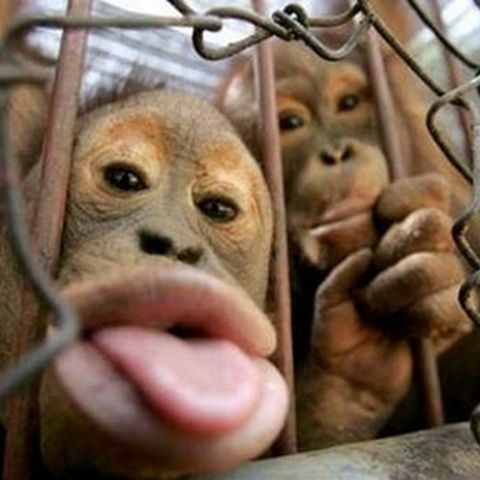 Oamenii ar putea fi rude apropiate ale urangutanilor, şi nu ale cimpanzeilor