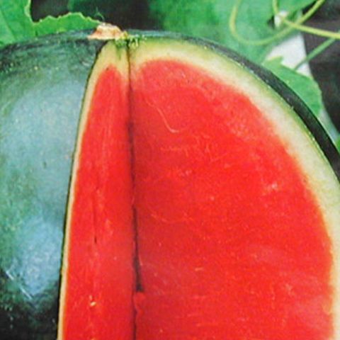 Lubeniţa de Gottlob este marca înregistrată a timişenilor 