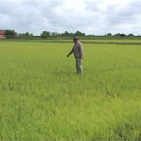 Afacerile cu orez continuă să fie profitabile în România, şi pe timp de criză