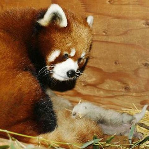 Cele mai frumoase fotografii cu animale, săptămâna 22-28 iunie 2009