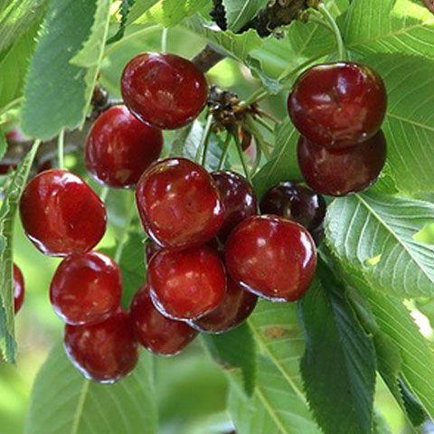 Peste 65 de soiuri de cireşe au fost oferite la sărbătoarea de la Cireşoaia în acest an