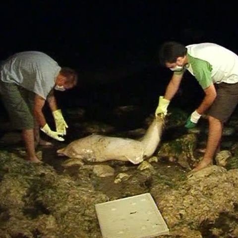 Încă un delfin mort a fost găsit pe o plajă din Constanţa