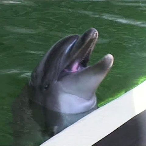 Delfinul Mark, singurul din Complexul de Ştiinţe ale Naturii Constanţa, a murit la 31 de ani