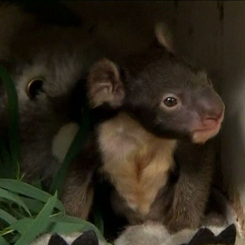 O femelă koala a născut pui gemeni într-un parc zoo din Australia