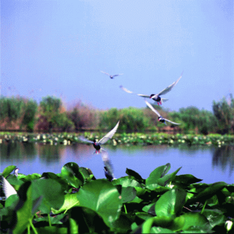 Rezervaţia Biosfera Delta Dunării a blocat o investiţie a Ministerului Turismului pe plaja Sulina