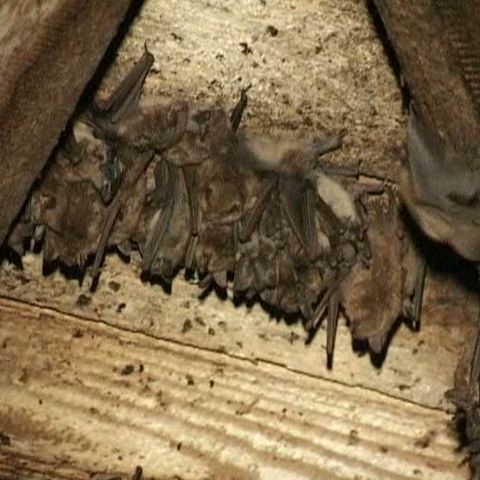 În podul Spitalului Judeţean din Târgu Mureş este o colonie de lilieci 