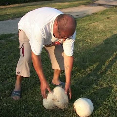 Ciuperci record în Timiş, după ploaia abundentă