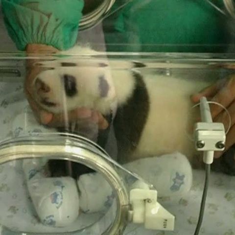 Un pui de panda este noua vedetă a unei grădini zoologice din Thailanda - VEZI SIMPATICUL PUI