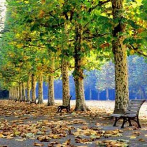 Angajaţii Direcţiei de Salubrizare şi Spaţii Verzi din Primăria Bacău merg cu maşinile pe spaţiul verde