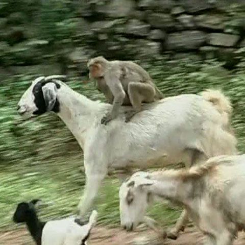 Angajaţii unei ferme din India şi-au găsit ajutor de nădejde, o maimuţă