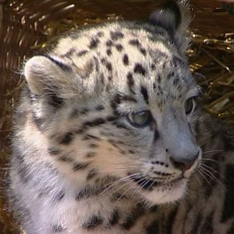 Altai, un pui de leopard alb, este noua vedetă a grădinii zoologice de la Berlin