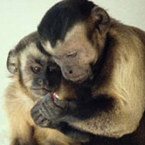 Primele antropoide sunt originare din Asia, nu din Africa