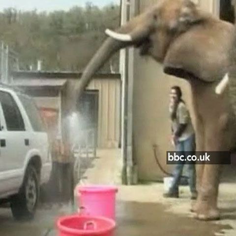 În SUA, câţiva elefanţi curăţă maşini la o spălătorie auto. VEZI VIDEO