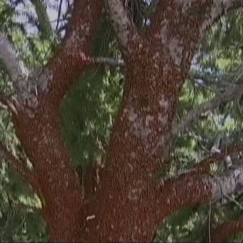 O localitate montană din Colorado a fost invadată de gărgăriţe