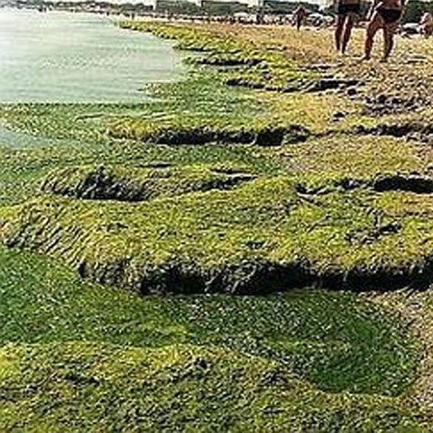 DADL a strâns o sută de tone de gunoaie şi 1.280 tone de alge de pe plaje într-o săptămână