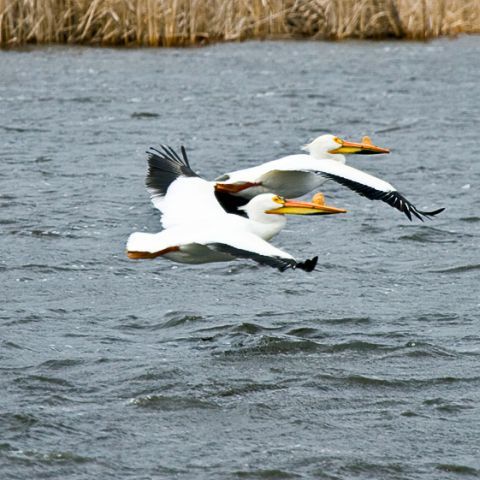 Nemirschi: Doar Rezervaţia Deltei are dreptul să perceapă taxă de acces în Delta Dunării