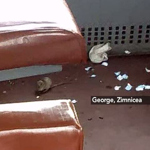 Câţiva şoricei călătoresc zilnic cu trenul