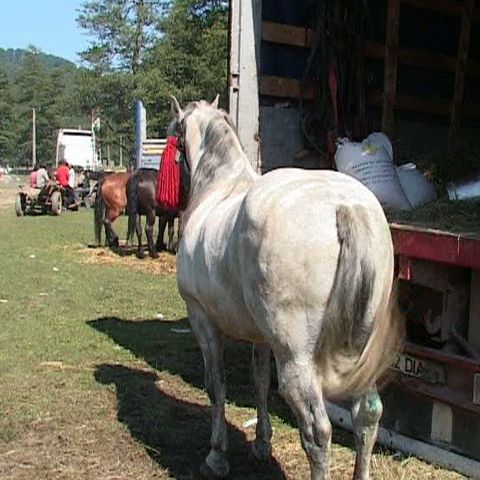 La Berevoieşti a avut loc târgul anual de cai de tracţiune 