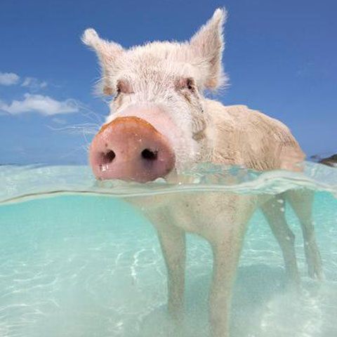 Un golf exotic din Bahamas, cunoscut pentru porcuşorii înotători - GALERIE FOTO