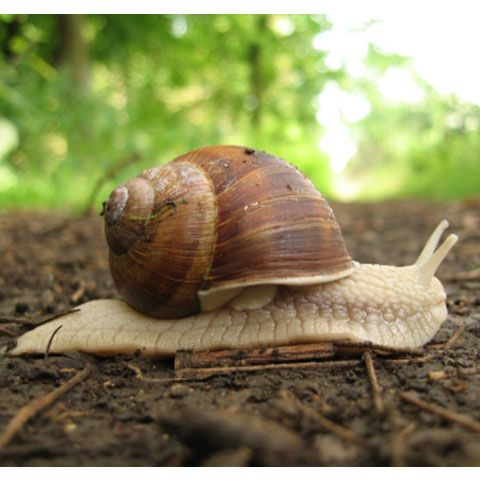 Terry, cel mai rapid melc de pe planetă