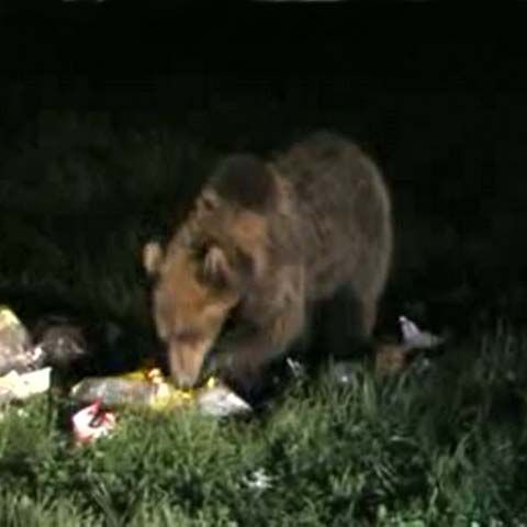 Urşii vin iar în apropierea turiştilor de pe Valea Prahovei