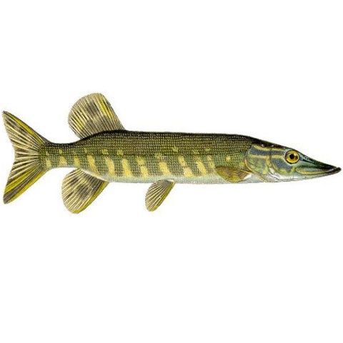 Încălzirea climei a dus la scăderea cu 50% a greutăţii peştilor din apele europene 