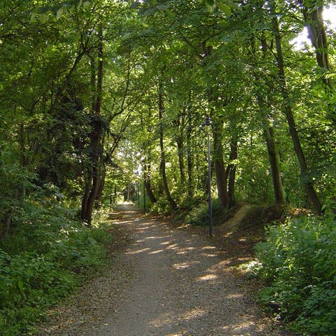 Un italian a împuşcat o româncă în timp ce aceasta îşi făcea nevoile într-un tufiş din curtea lui