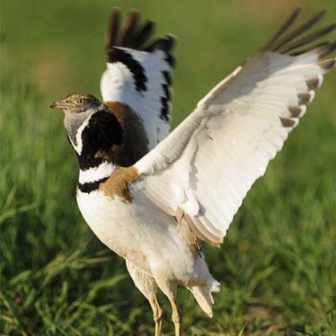 Spania riscă amenzi pentru că nu şi-a respectat angajamentul privind conservarea naturii