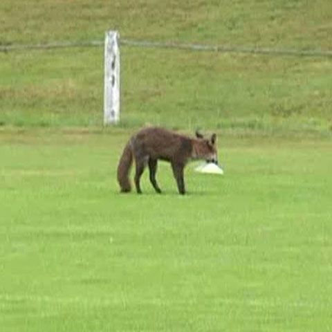 Două vulpi au pătruns pe terenul de antrenament al Unirii  