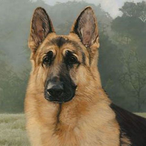 O italiancă a fost salvată de la viol de câinele ei. Violatorul era român