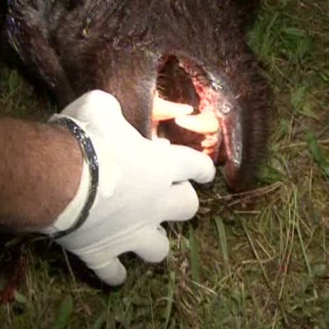 Un bărbat din comuna Corbeni, Argeş, a murit după ce a fost atacat de urs 