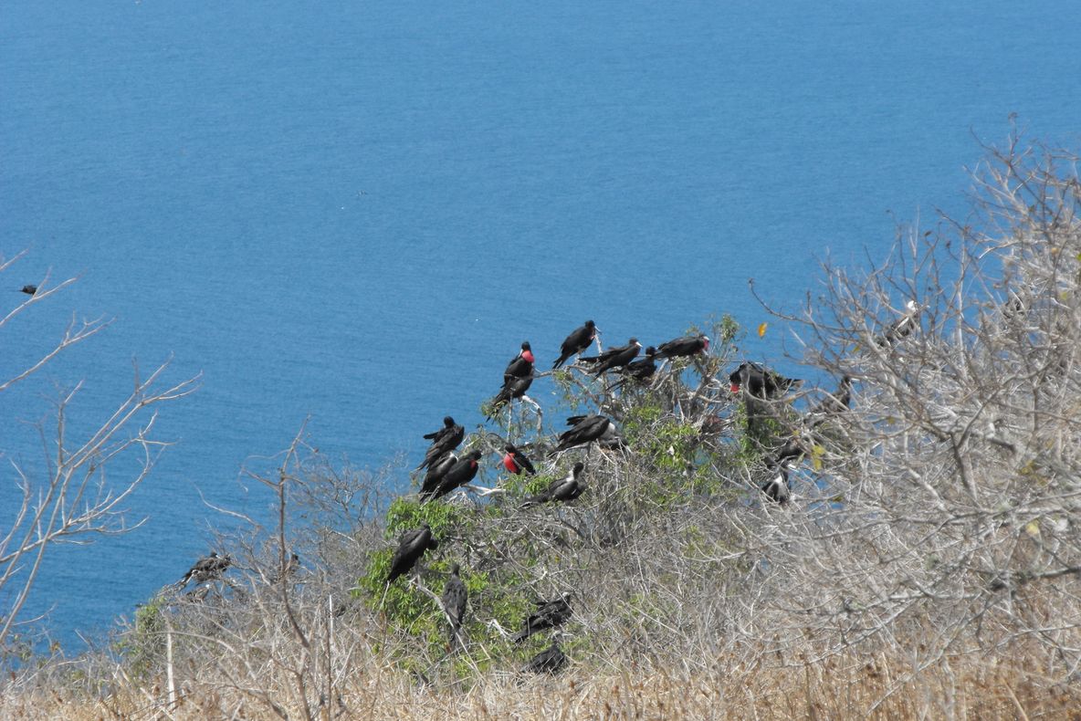 Ecuador si Insulele Galapagos