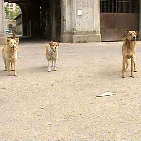 30 de botoşăneni au fost internaţi la spital după ce au fost muşcaţi de câini