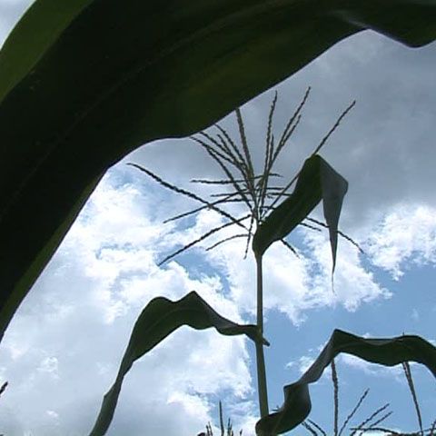 Porcii mistreţi au făcut ravagii în culturile din Buzău