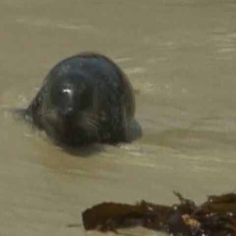 Autorităţile vor să evacueze coloniile de foci de pe o plajă din San Diego 