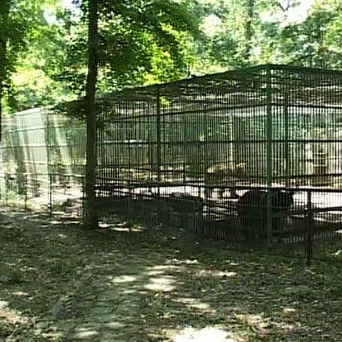 Doar doi urşi au mai rămas în urma Grădinii Zoologice de la Focşani