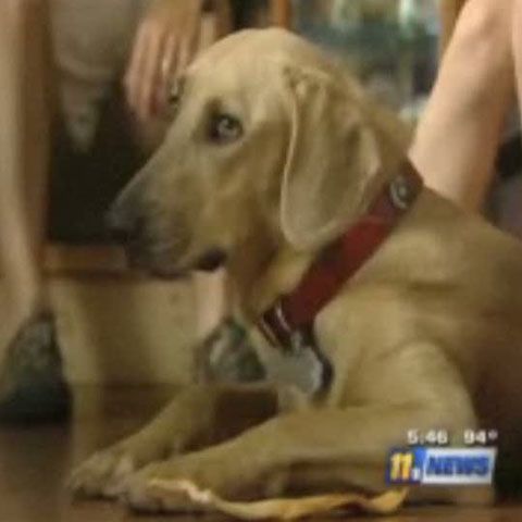 Căţeluşa Daisy a revenit acasă după un an de la dispariţia ei