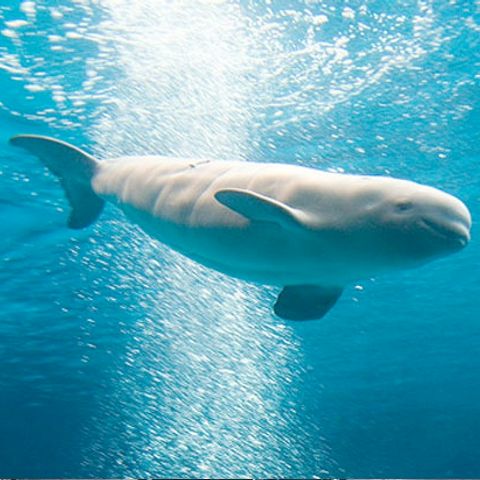 O balenă albă a salvat un scufundător de la înec