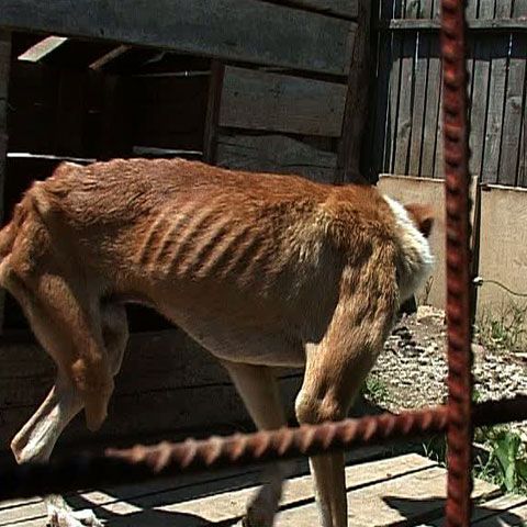 Auschwitzul câinilor: Animalele se mănâncă între ele de foame, într-un adăpost din comuna Băneasa