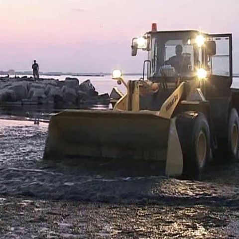 Mii de tone de alge au umplut litoralul românesc 