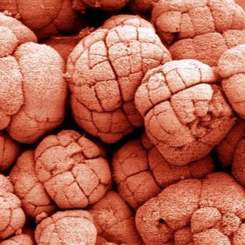 Animale ar fi putut evolua în lacuri, şi nu în oceane, conform unui studiu