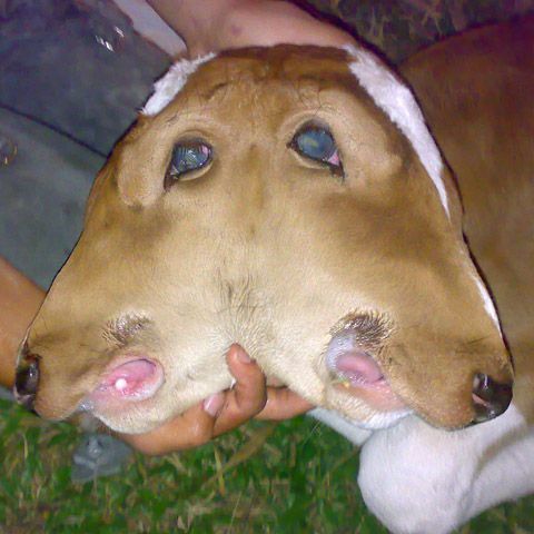 Un viţel cu două capete s-a născut în Columbia