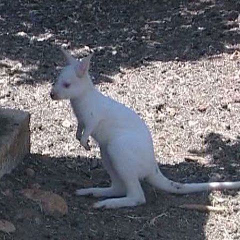 La o grădină zoologică din Cipru s-a născut un cangur alb
