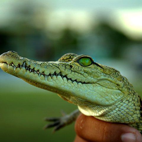 Un pui de crocodil a provocat panică la bordul unui zbor Abu Dabi-Cairo
